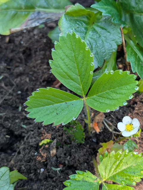 The dew on the points of the strawberry leaves
