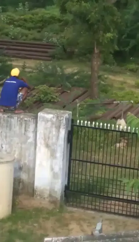 Hyena attack in India