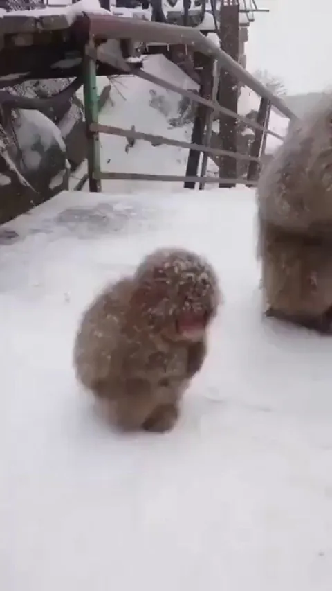 Japanese macaques, also known as snow monkeys, in their natural habitat in Nagano, Japan