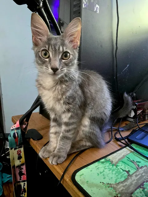 My baby girl's glowup. 4 weeks old and 3 months old.