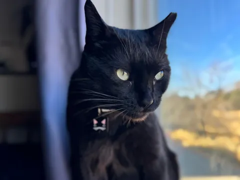 This is Guts. I recently got him from a rescue. He has a wonky eye &amp; a cropped ear.