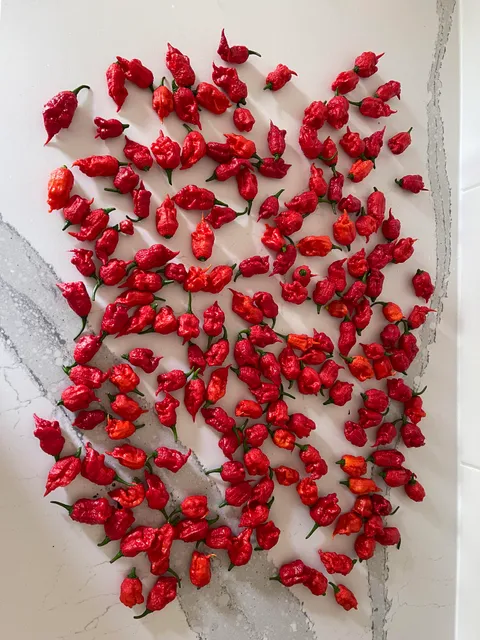 Carolina Reapers I harvested yesterday from ONE plant