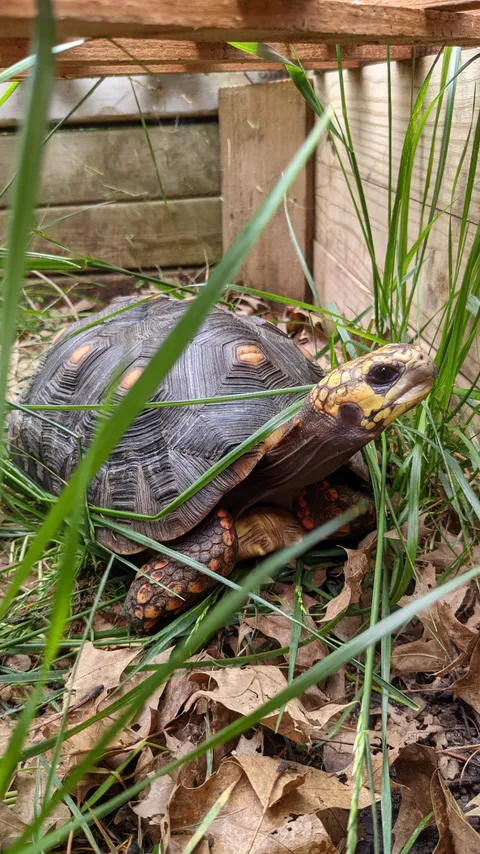 She may not have fur, but I think she's definitely adorable 🐢