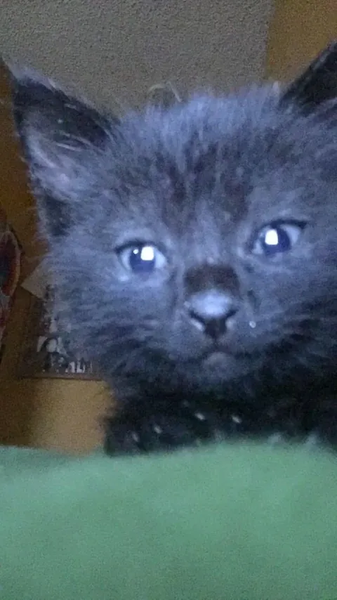 Happy 10th birthday 🖤🐈‍⬛