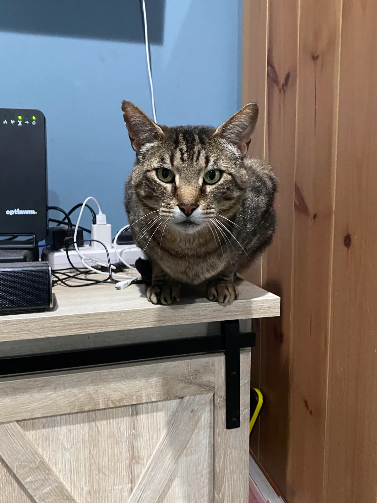 Our cat went missing a year ago. Me and my wife found him while on a bike ride. As soon as he heard my voice he came running crying and now my entire year has been made! So unbelievably happy!