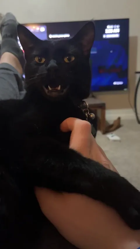 This is the face Beans makes when he’s resisting the urge to play-bite