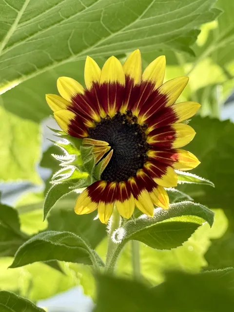 My sunflower looks like its giggling!