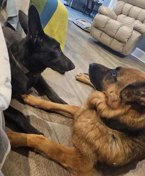 6 month old puppy hasn't grown into her derpy Dumbo ears