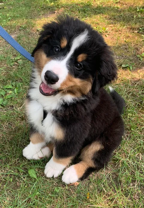 Our little teddy bear out for a walk