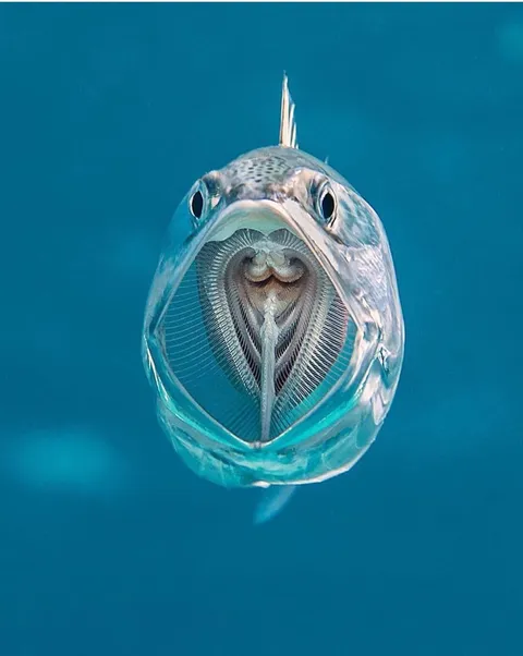 PsBattle: Mackerel with its mouth open