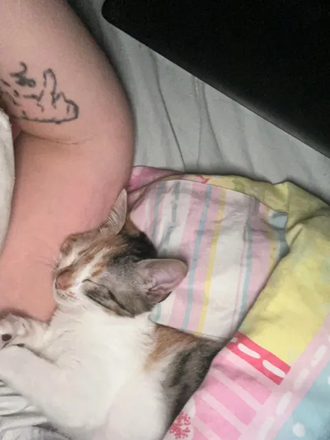 I lost my soul cat at just one year old, and I don’t know how to live with this pain
