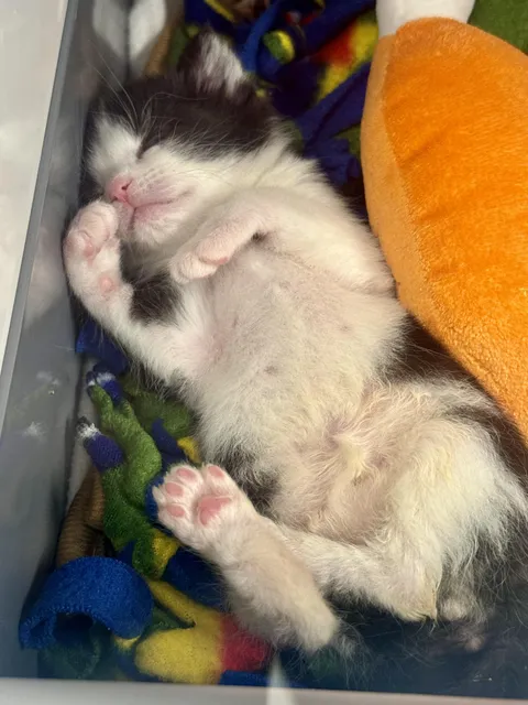 Im a shelter vet tech and had to tip toe through the nursery today to not disturb the kiddos