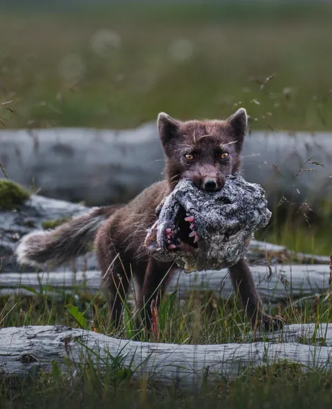 Arctic Fox carries Wolf Eel head