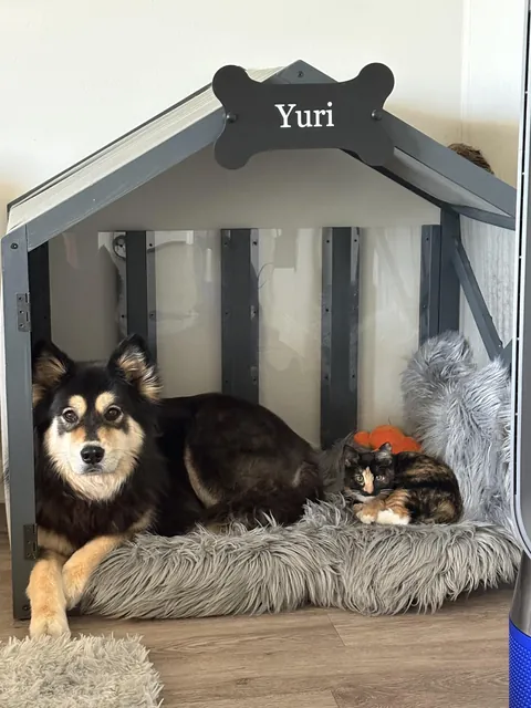 I know this group is to share pups, but my kitten acts and sees itself like our pupper. Meet Yuri and Nimbus