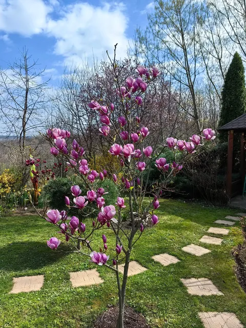 Magnolias in my Serbian garden