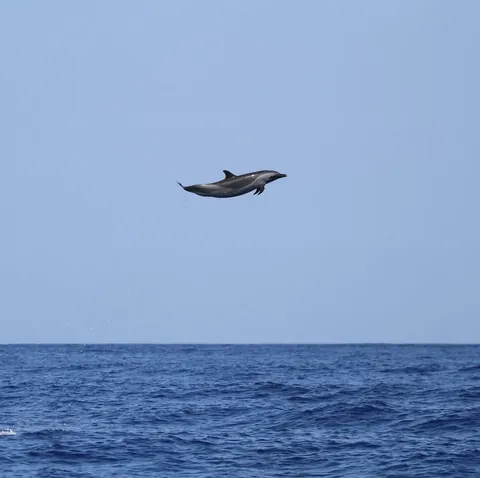 Pantropical spotted dolphin jumping 15ft into the air