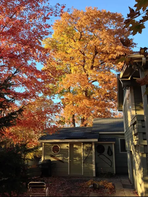 My parents backyard patio has always been magical 🍁