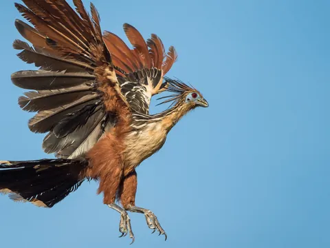🔥A Hoatzin aka the stinkbird