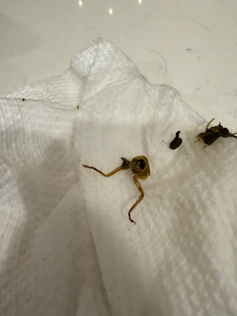 Bit into something hard in my spinach