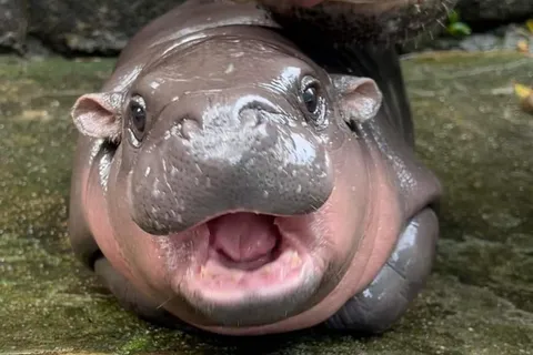 This is Moo-Deng, a two-month-old pygmy hippo from Thailand