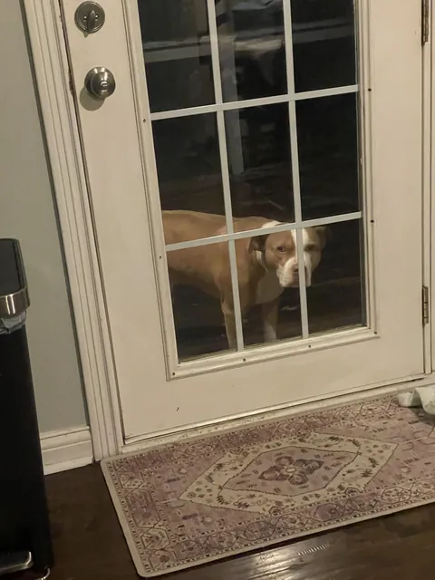 My dog will stand at the door and stare at me the entire time he is outside