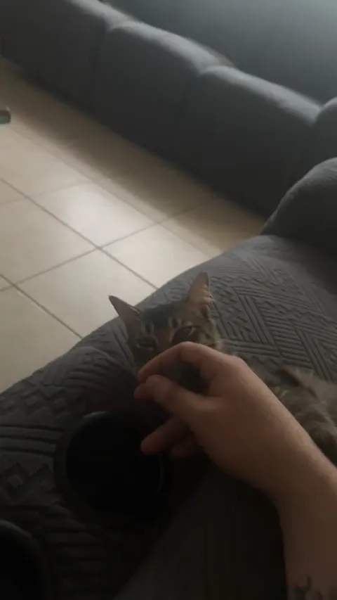 Our cat thinks I’m the world’s largest kitten. She refuses to let me live dirty. Full spa treatment every time I’m nearby.