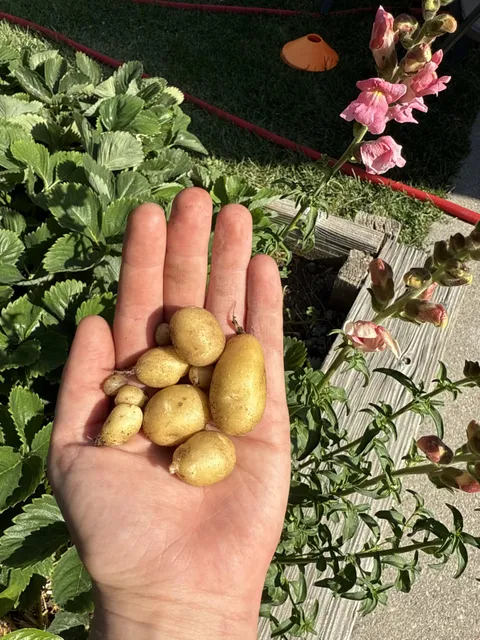 Not to brag, but my potato harvest this year is absolutely off the charts.
