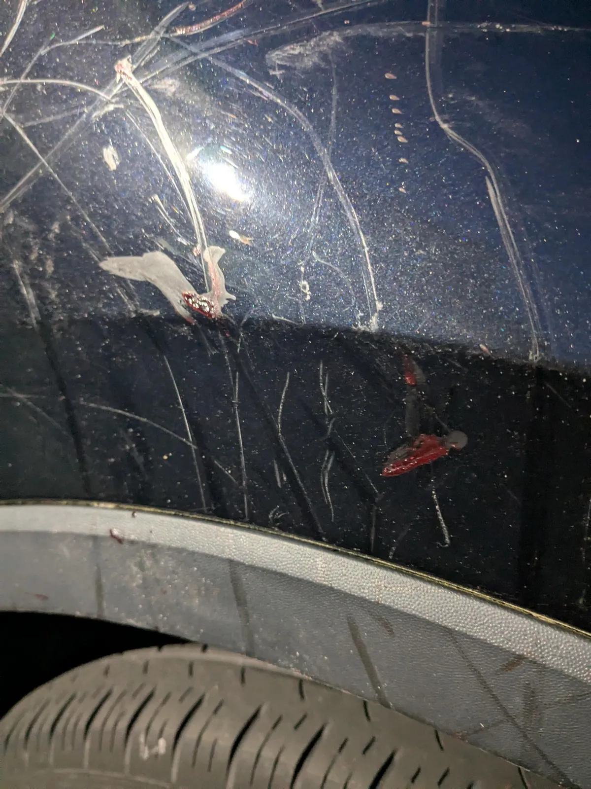 Found a shit ton of scratches and dried blood on my car tonight, looks like maybe some rabid animals were fighting near it?