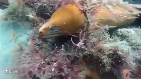 🔥Eel vs octopus