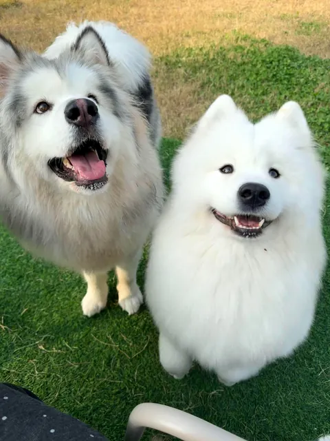• The Bravest Warriors of Siberia