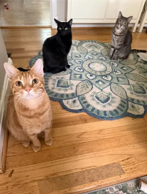 Some new album cover pics for Jonesy, Reilly and Bonnie McPurray’s band: The Thunderpaws