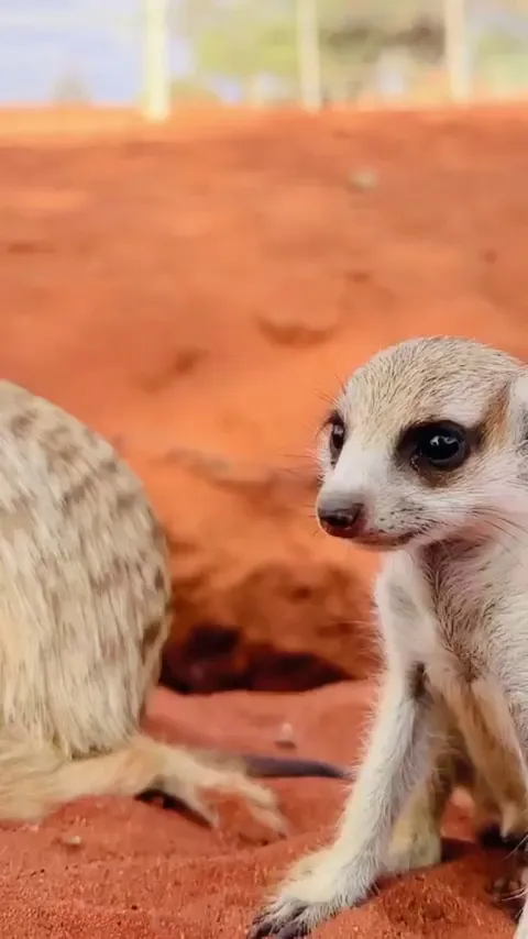 🔥Baby Meerkats (Suricata suricatta)