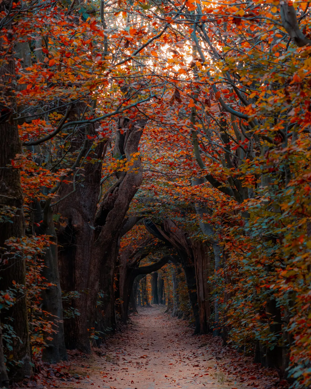 ITAP of Dutch Autumn