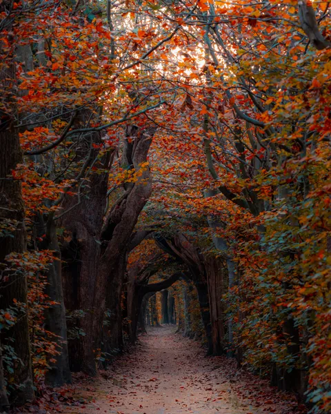 ITAP of Dutch Autumn