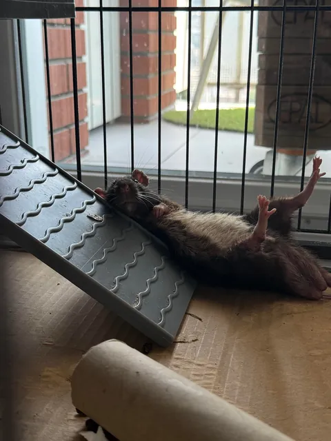 Got home to this and thought he was aliven’t