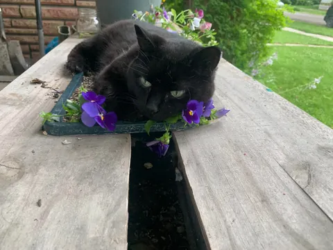 22 Years Old and Still Runs The House