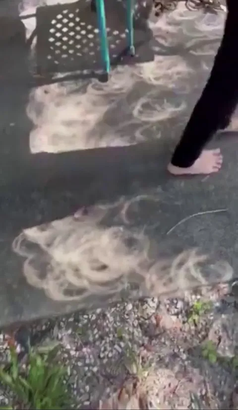 During a solar eclipse, the gaps between leaves on trees act as multiple pinhole cameras.