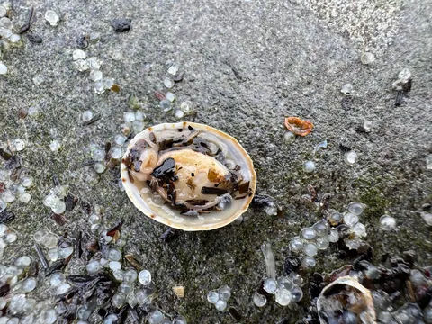 Herring eggs piled so thick it suffocates other marine life