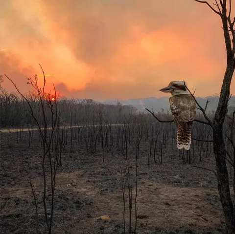 🔥 Kookaburra looking on its destroyed home after a bushfire passed through Wallabi Point, New South Wales, Australia in 2020 (photo by Adam Stevenson).