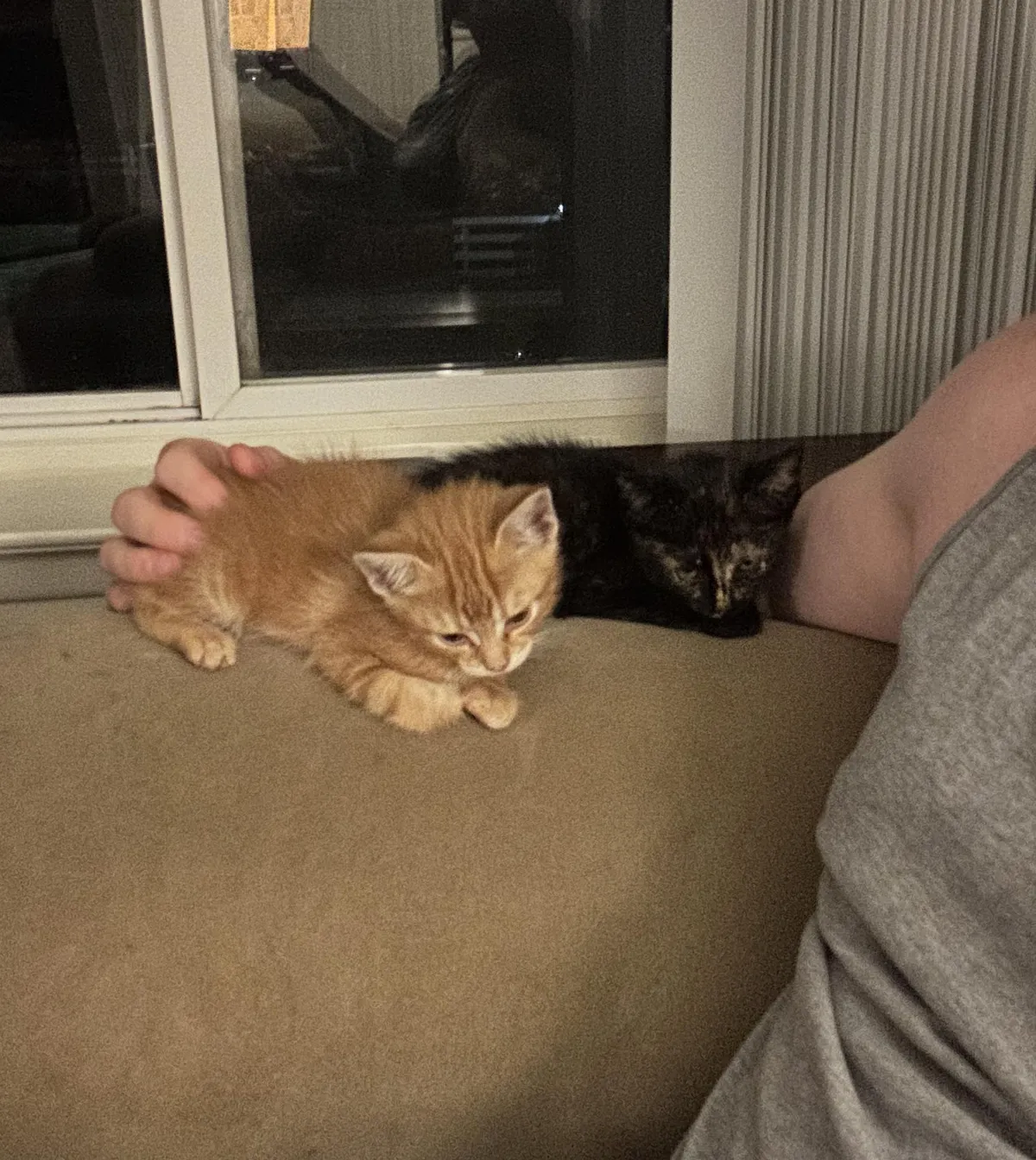 First time cat-dad, rescued two baby kittens from storm drain at work. What are the best things to do?