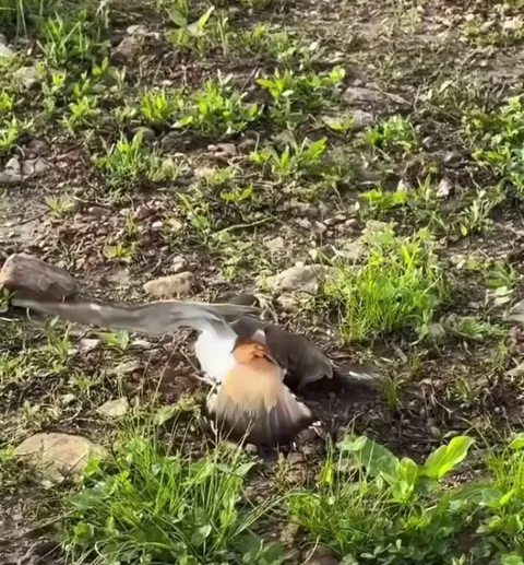 the bird had an interesting technique to distract predators away from her babies