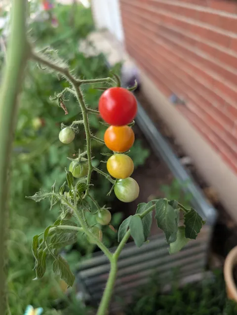 This Gradient of Tomatoes from My Garden