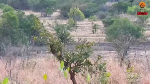 🔥 Baby warthog humiliates 3 cheetahs