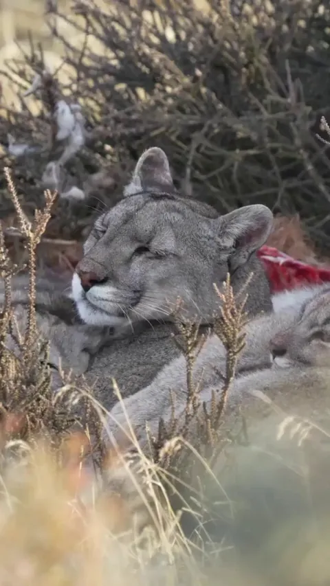 🔥Puma mother and cub, Torres del Paine, Patagonia – credit: Felipe Román