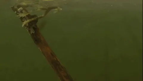 Giant waterbug catches and drinks a frog
