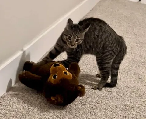 Some of my favorite kitten photos of Mater