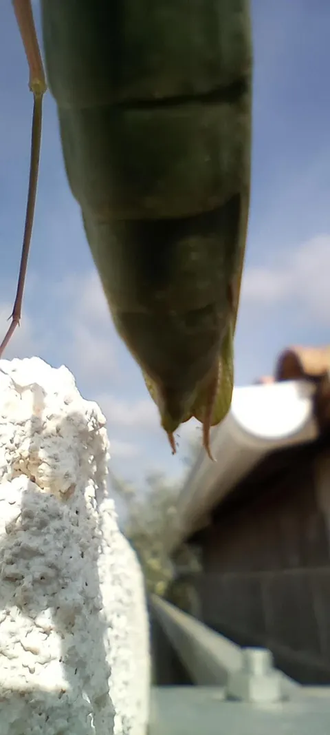 It's a bit off topic, but I'm really proud of who I encountered in the garden today :