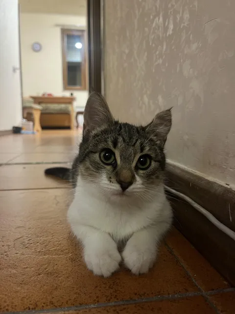 A month and a half ago, one of the kittens living in my yard almost died from a head injury. I nursed her back to health, and now she lives with me. I'm so happy!