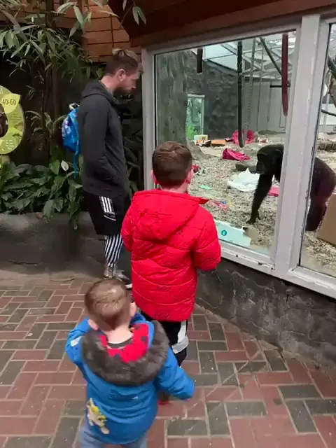 Chimps react to man's prosthetic leg