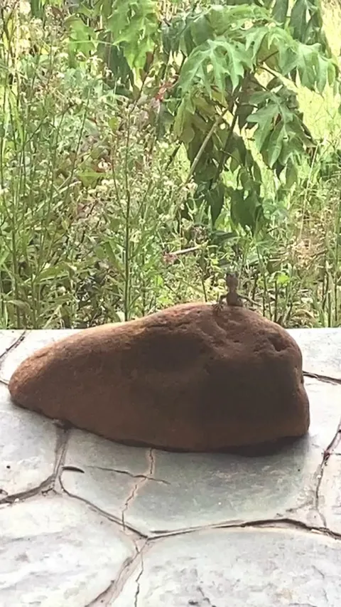Resident lizard at my mums. She is convinced it is genuinely waving at her, and the evidence is strong.